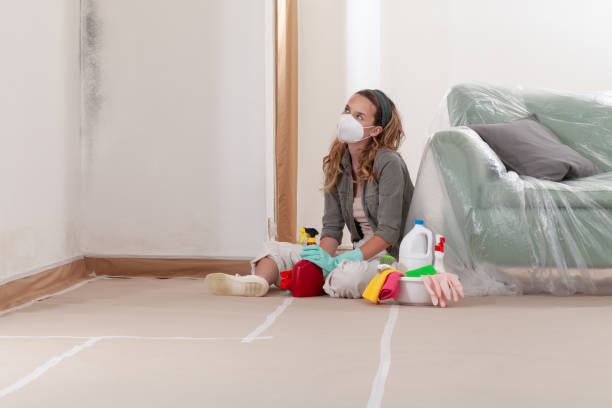 Reliable Mold Cleanup contractor in Annandale, MN by Cheap Mold Removal