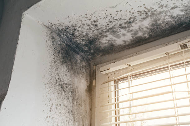 Affordable Mold Cleanup solutions in Annandale, MN
